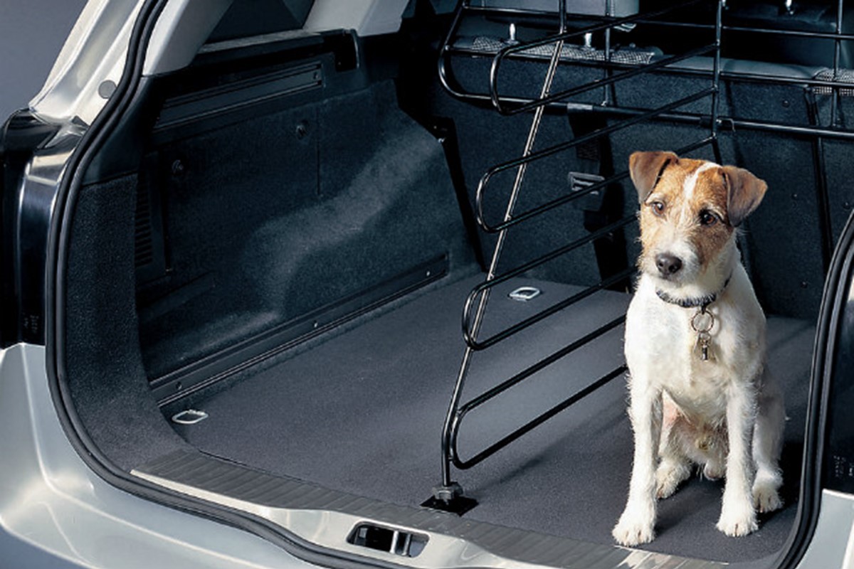 Affordable cars good for dogs Car Keys