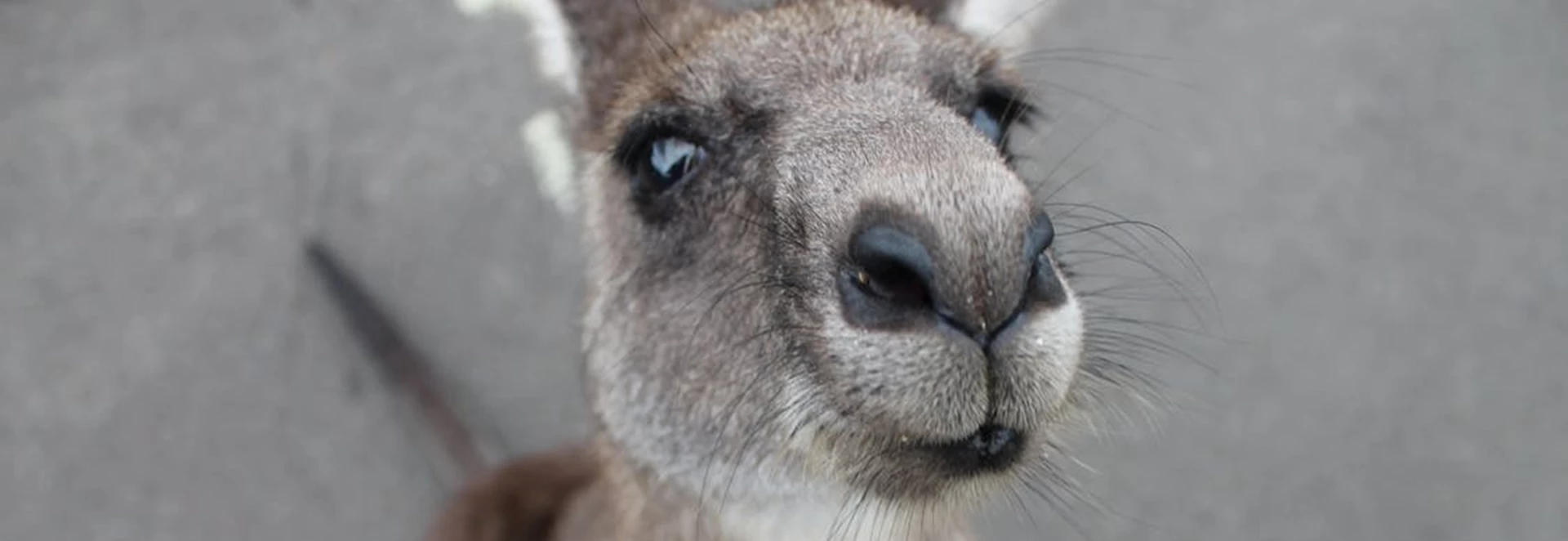 Volvo’s Autonomous Cars Confused by Kangaroos 