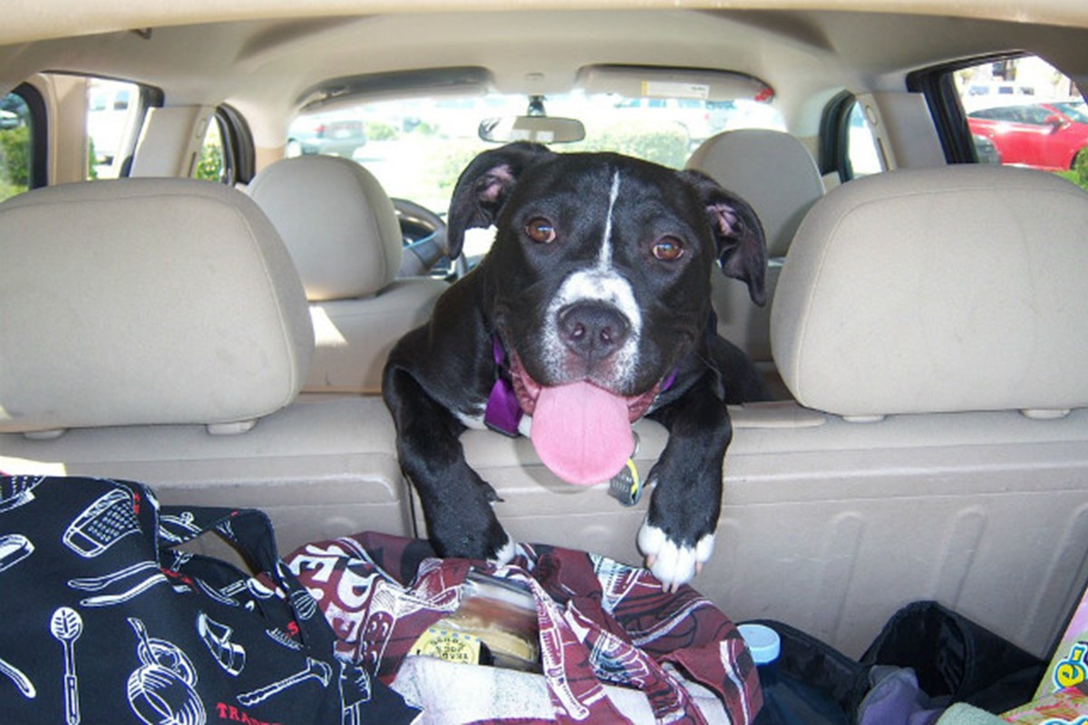 Rules and tips for driving with pets Car Keys