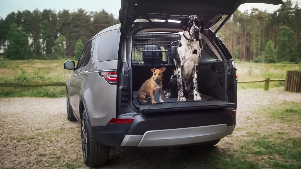 Land Rover Discovery dog