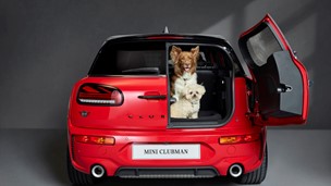 Mini offers top tips for carrying dogs safely in the car